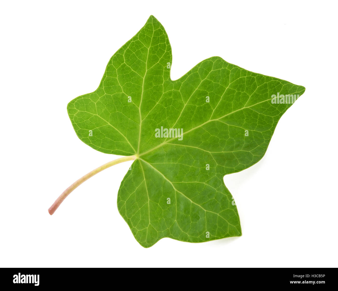 Foglia di edera isolati su sfondo bianco Foto Stock