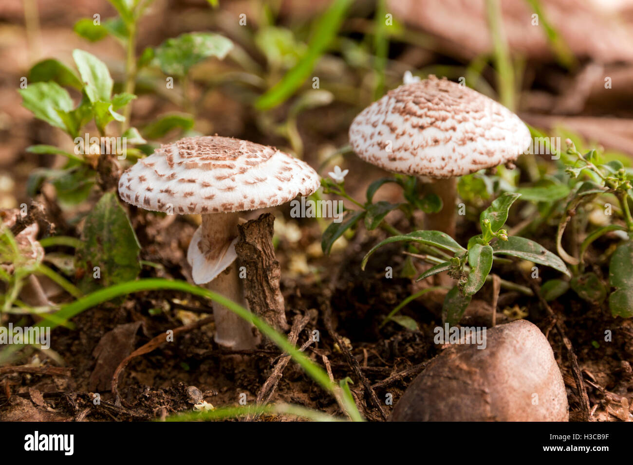 I veleni funghi nella natura selvaggia. non mangiare. Foto Stock