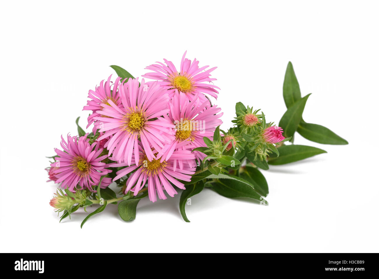New York aster (Symphyotrichum novi-belgii ) isolato su bianco Foto Stock