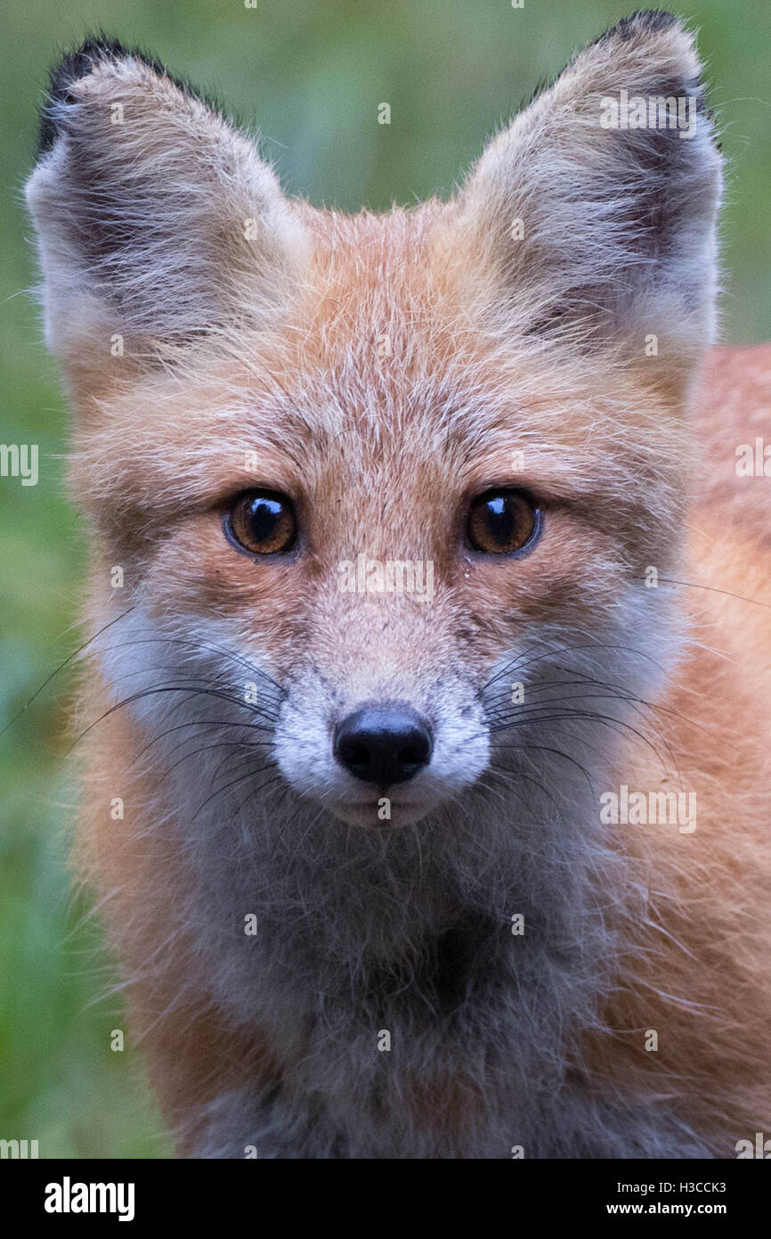 Close-up verticale della faccia luminosa la volpe rossa Foto Stock
