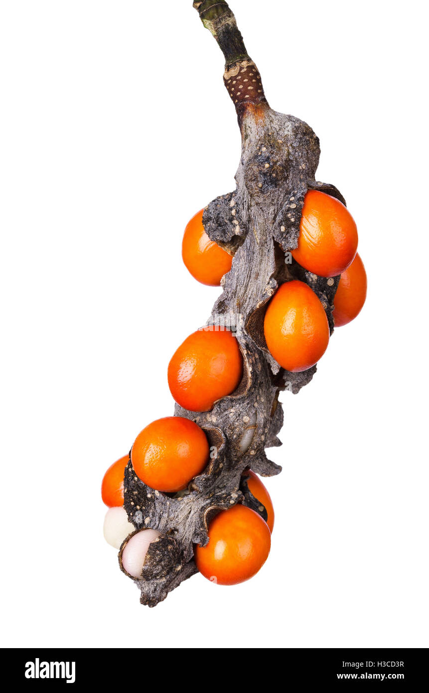 Fiore di Magnolia pod frutta diffusione aperta a rivelare arancio brillante di bacche rosse con semi all'interno. Giardino ornamentale pianta. Foto Stock