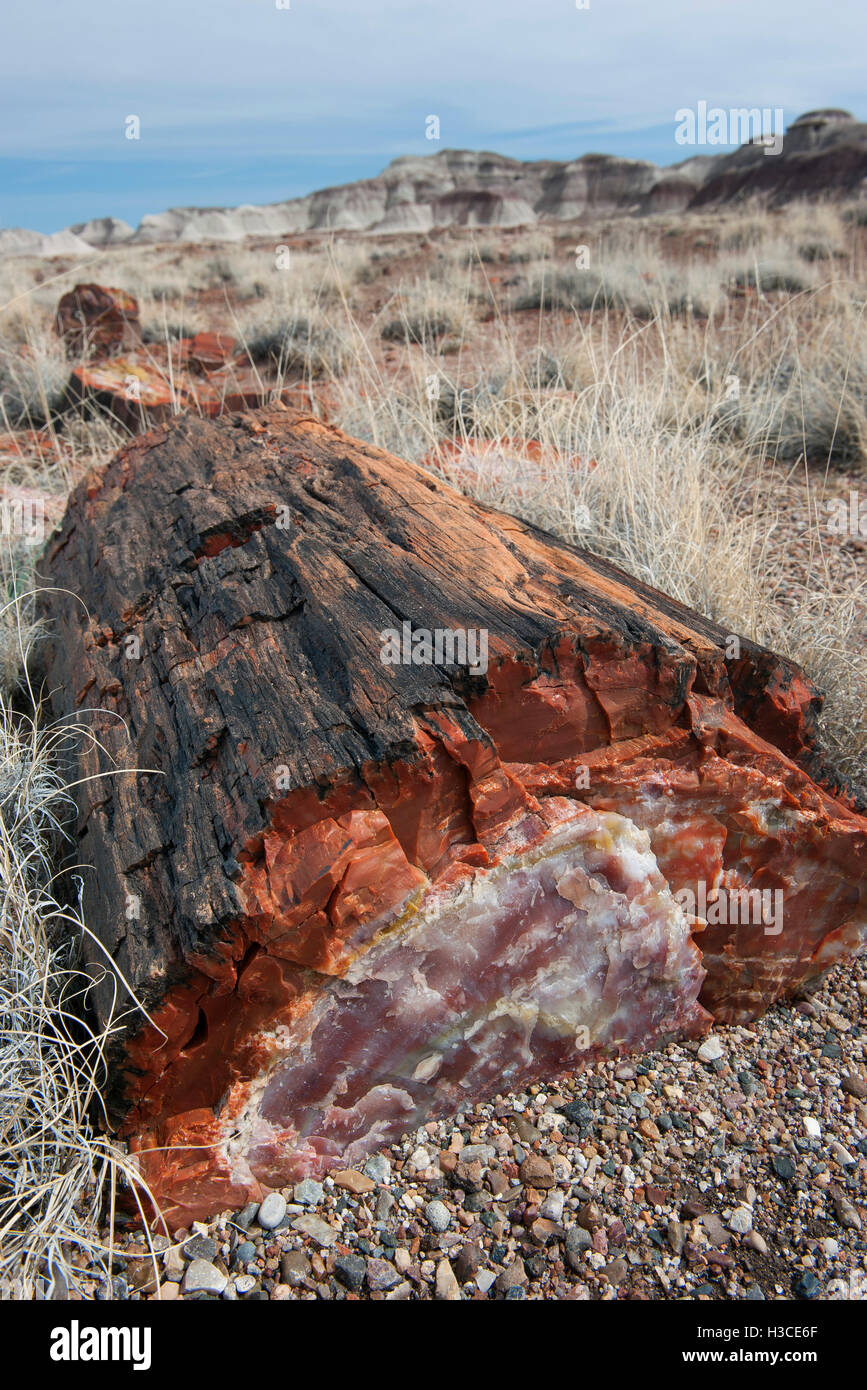 Legno pietrificato nel Parco Nazionale della Foresta Pietrificata, Arizona, Stati Uniti d'America Foto Stock
