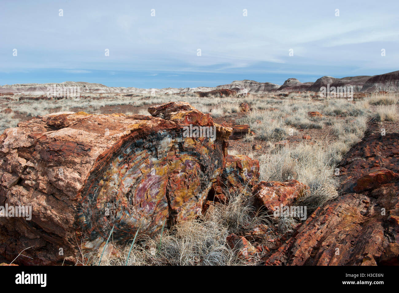 Parco Nazionale della Foresta Pietrificata, Arizona, Stati Uniti d'America Foto Stock