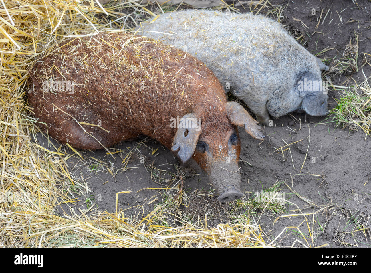 Due maiali in seduta la terra nera e fieno Foto Stock