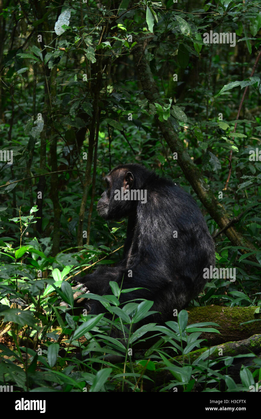 Profilo di scimpanzé nella foresta pluviale tropicale Foto Stock