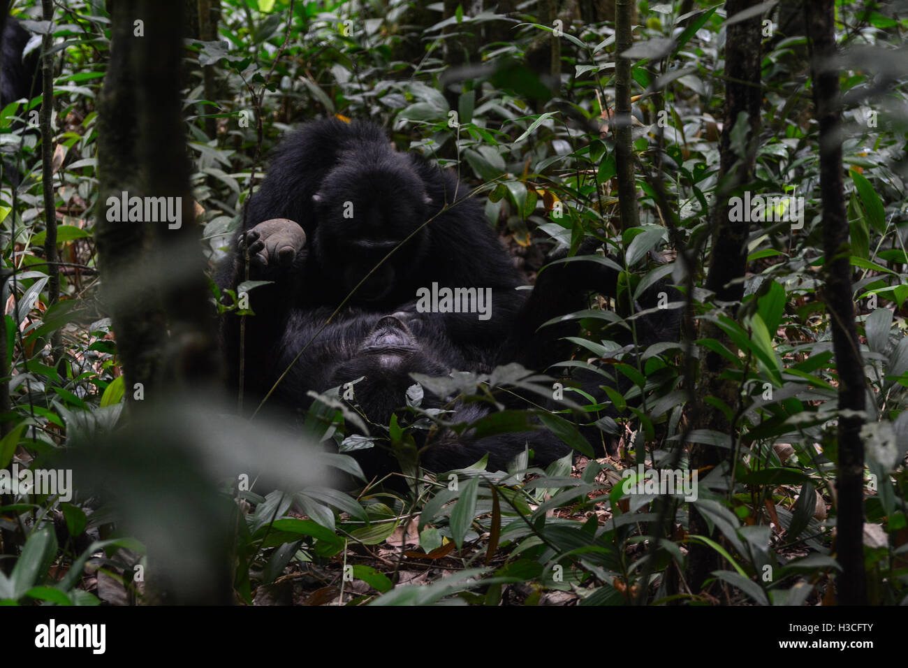 Gli scimpanzé maschi toelettatura sul suolo della foresta Foto Stock