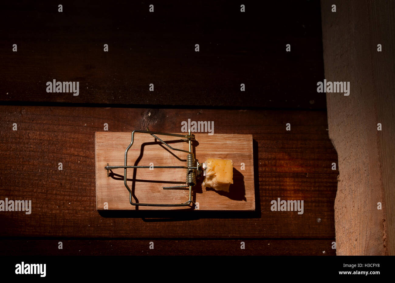 Carica mousetrap formaggio Foto Stock