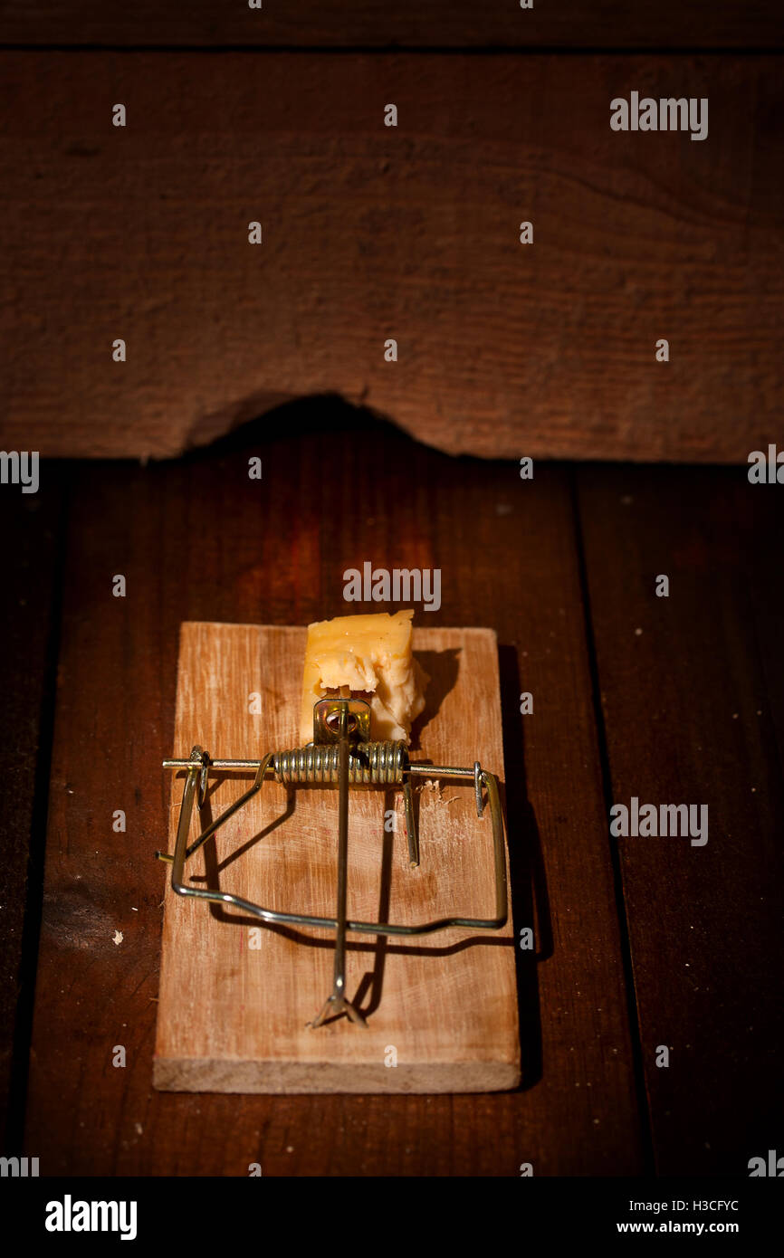 Carica mousetrap formaggio Foto Stock