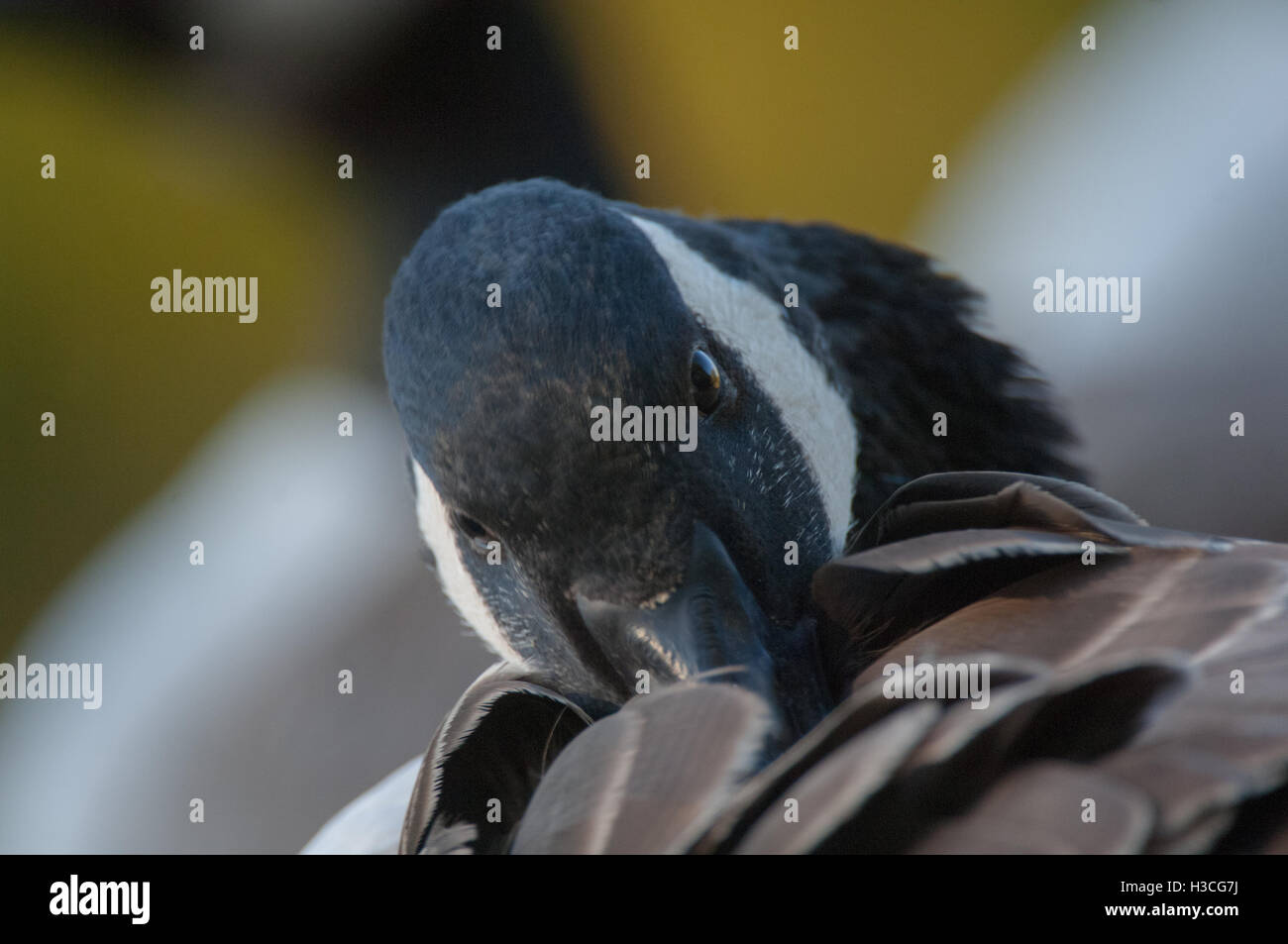 Canada Goose Branta canadensis close up di uccello preening, con la sua testa infilati nelle sue piume, Essex, Novembre Foto Stock