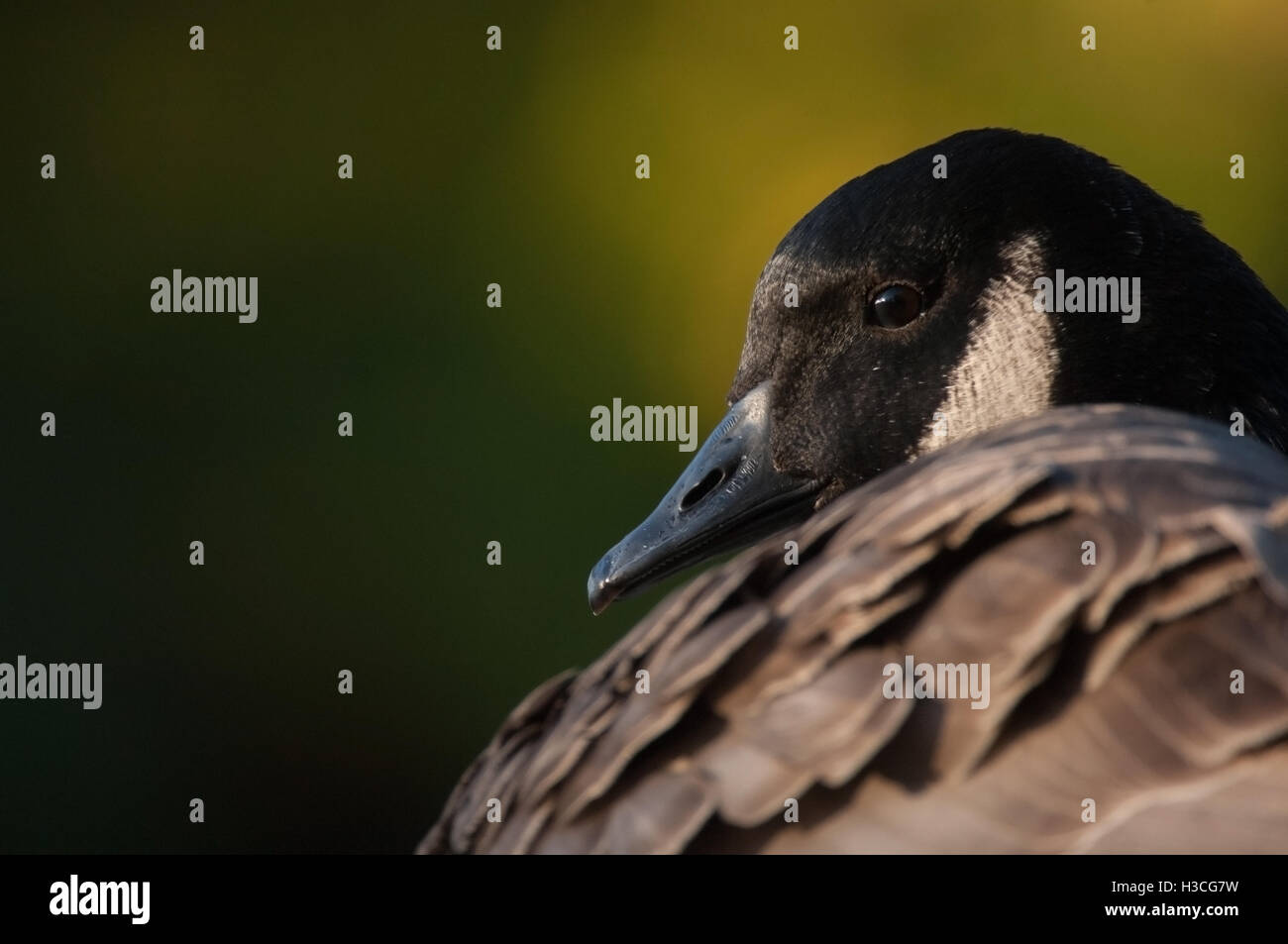 Canada Goose Branta canadensis close up di uccello preening, con la sua testa infilati nelle sue piume, Essex, Novembre Foto Stock