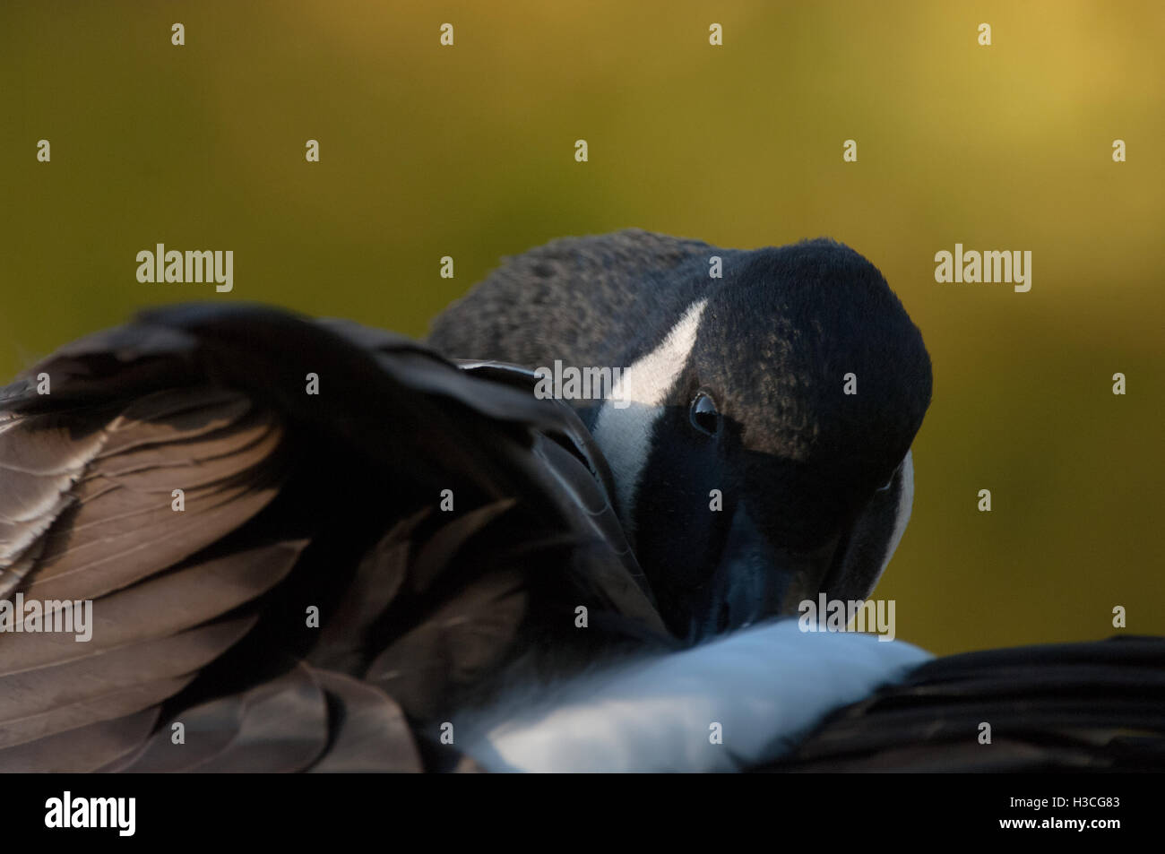 Canada Goose Branta canadensis close up di uccello preening, con la sua testa infilati nelle sue piume, Essex, Novembre Foto Stock