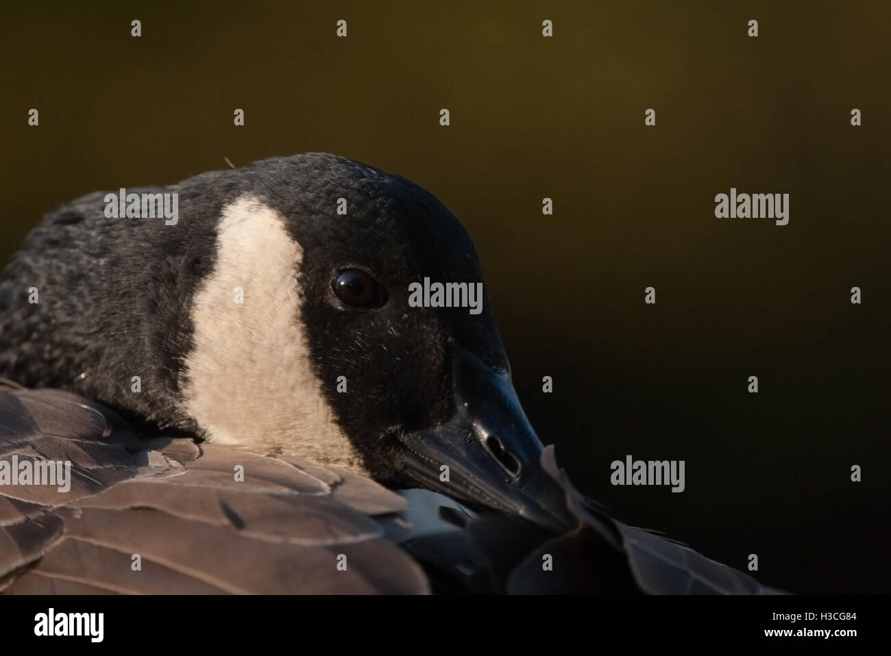 Canada Goose Branta canadensis close up di uccello preening, con la sua testa infilati nelle sue piume, Essex, Novembre Foto Stock