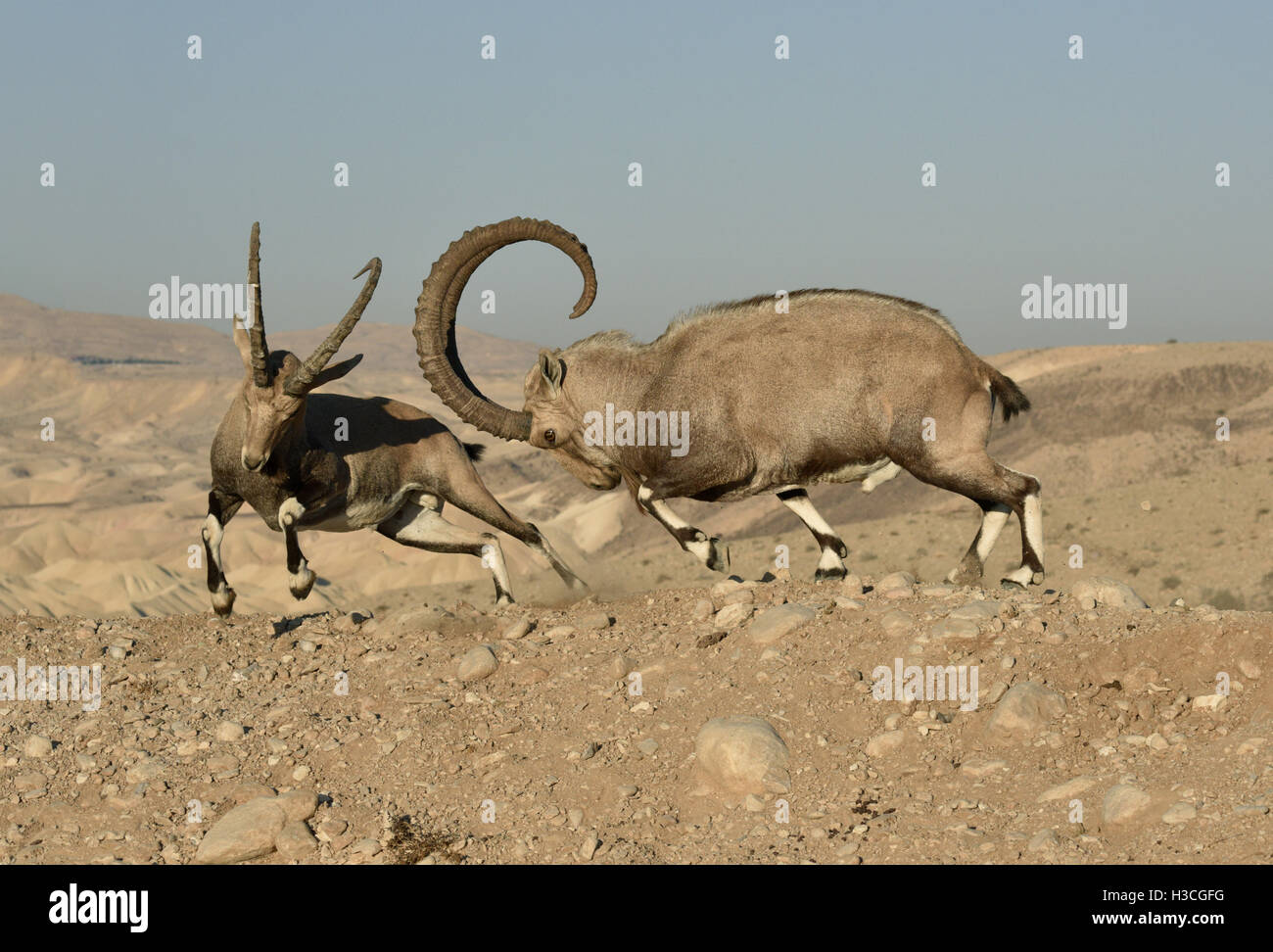 Ibex Nubiano - Capra nubiana Foto Stock
