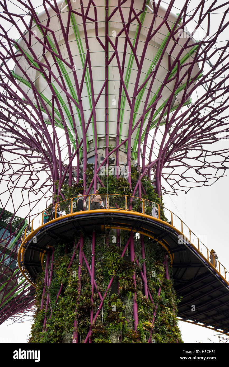 Singapore, giardini dalla baia, Supertree Grove, i visitatori su OCBC skyway elevato a piedi Foto Stock