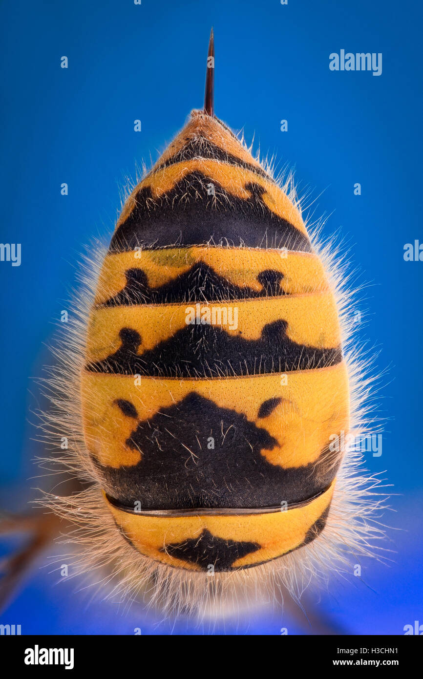 Extreme ingrandimento - Wasp corpo con lo stinger Foto Stock
