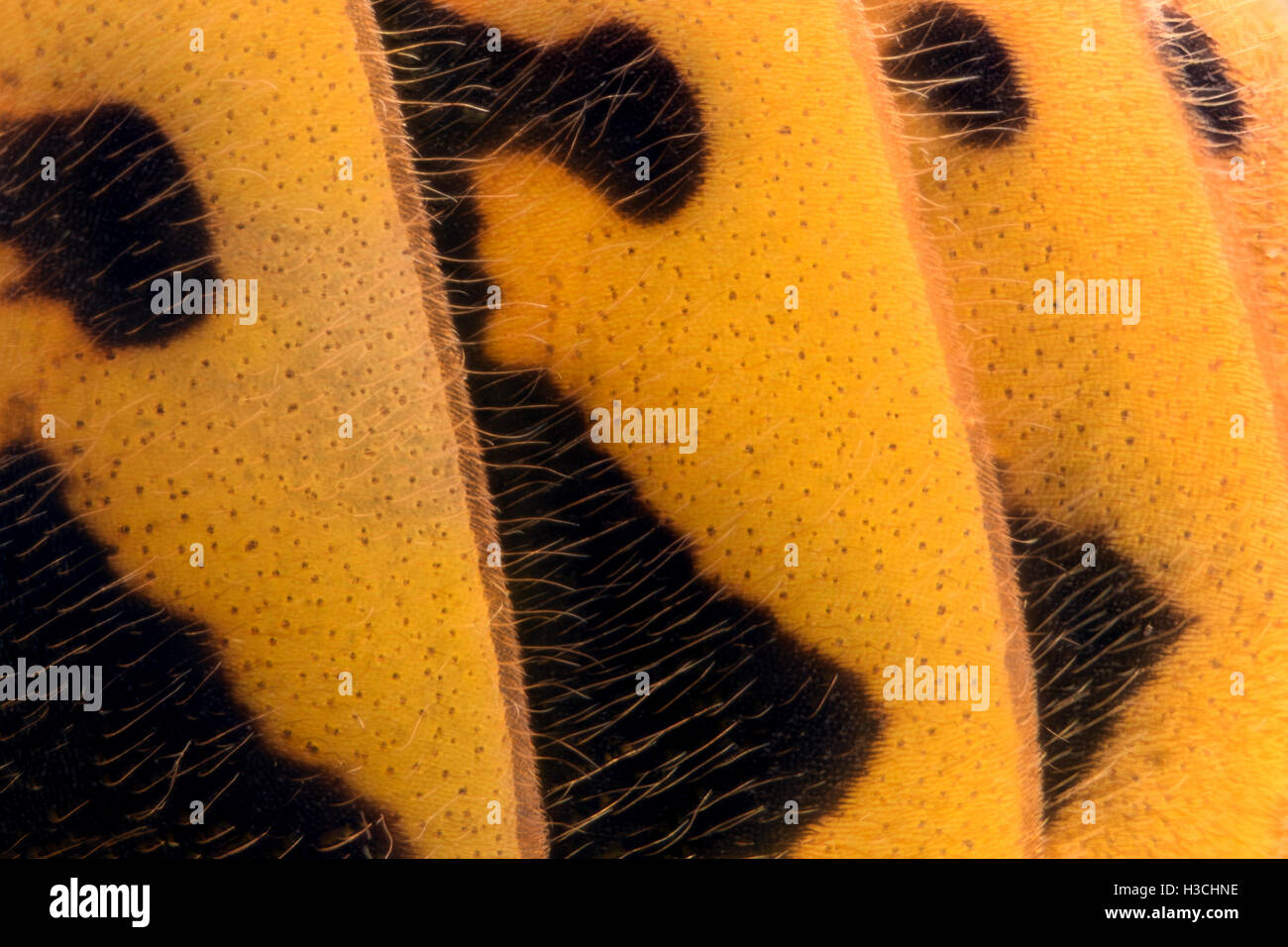 Extreme ingrandimento - Wasp dettagli corpo Foto Stock
