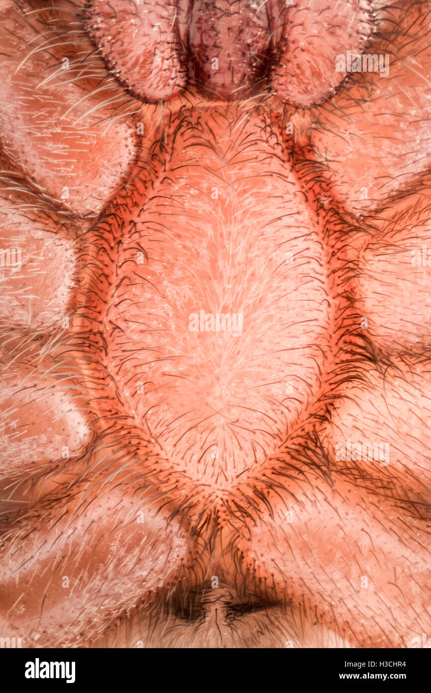 Extreme ingrandimento - Spider lato inferiore Foto Stock