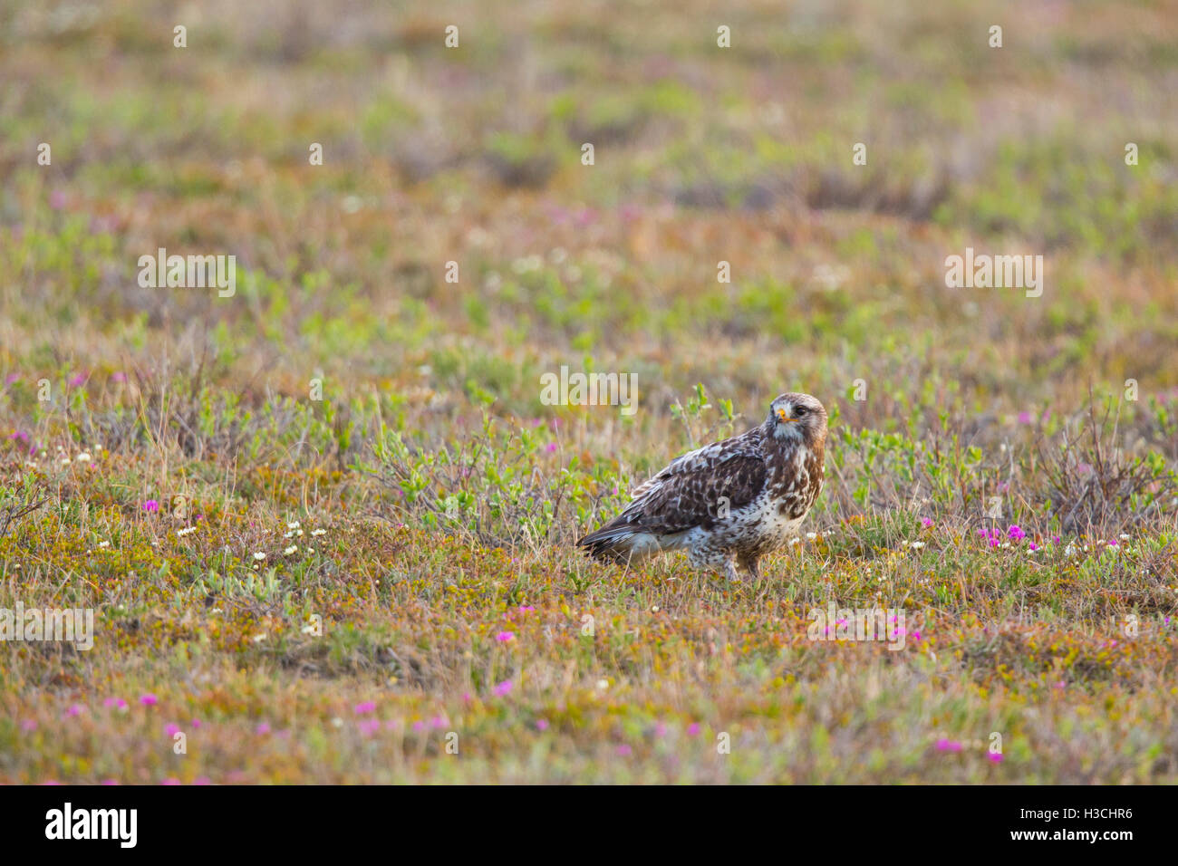 Rough-zampe (Hawk Buteo lagopus), Arctic Alaska. Foto Stock