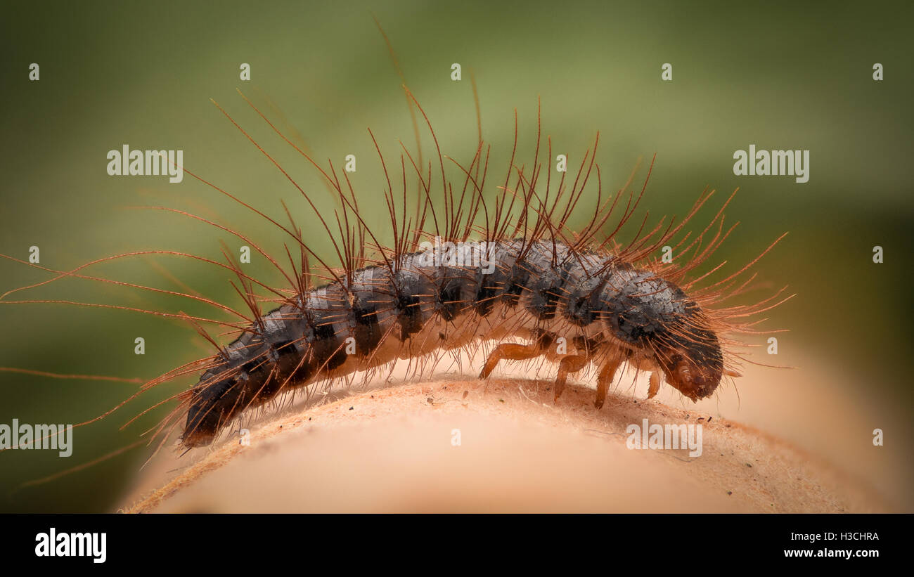 Extreme ingrandimento - Tappeto beetle larva Foto Stock