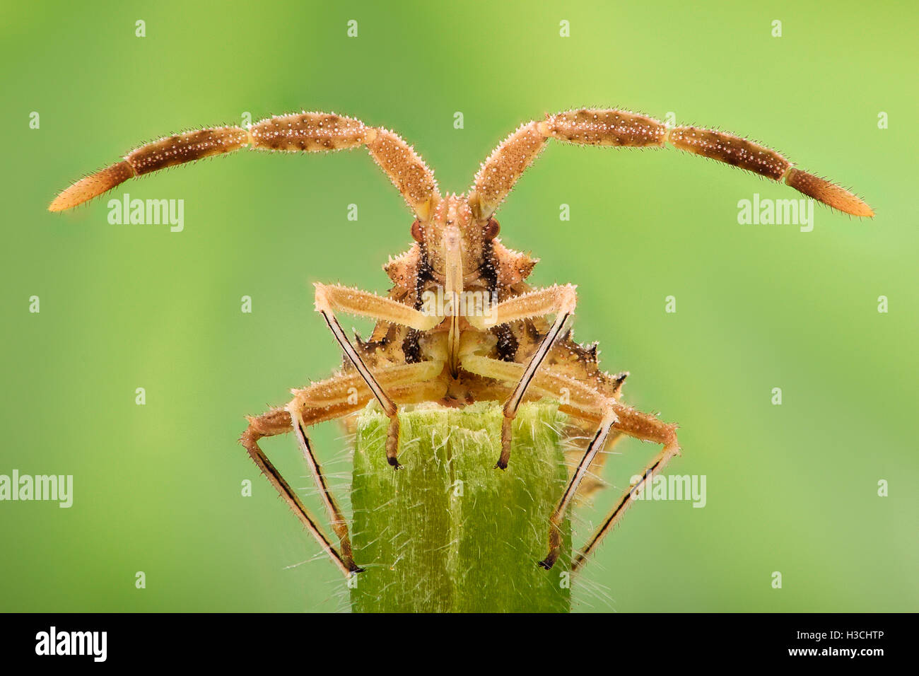 Extreme ingrandimento - bug Spiked, vista frontale Foto Stock