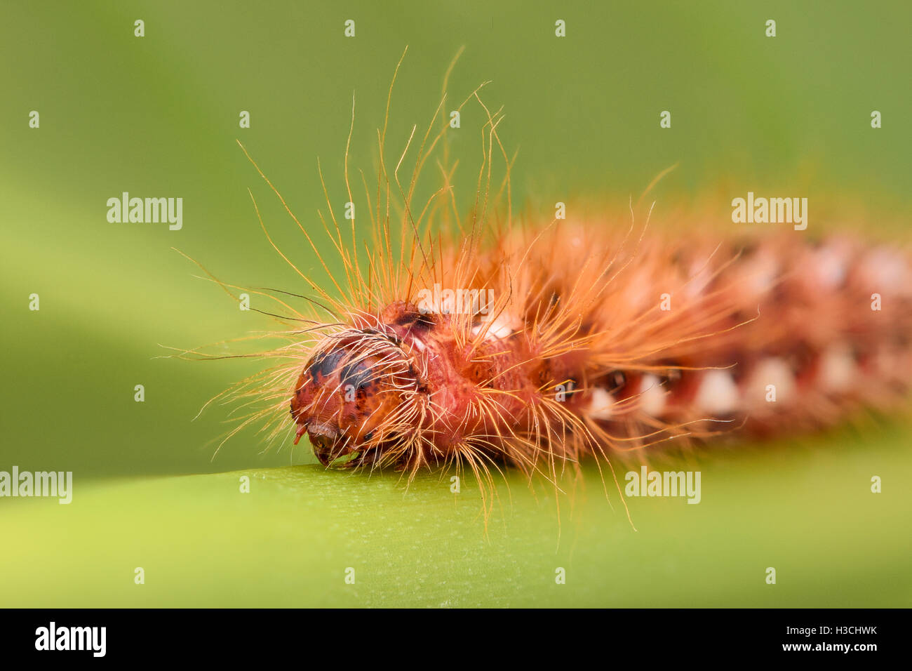 Extreme ingrandimento - Caterpillar rosso su una foglia Foto Stock