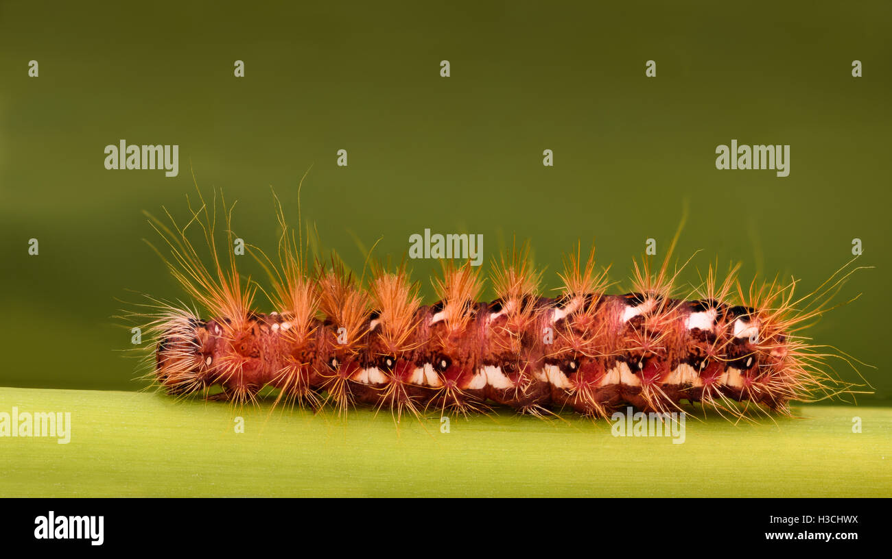 Extreme ingrandimento - Caterpillar rosso su una foglia Foto Stock