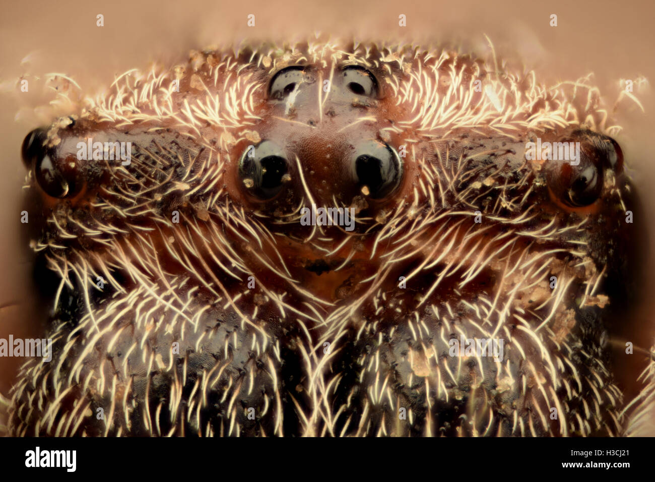 Extreme ingrandimento - Spider occhi, vista frontale, disposizione Foto Stock