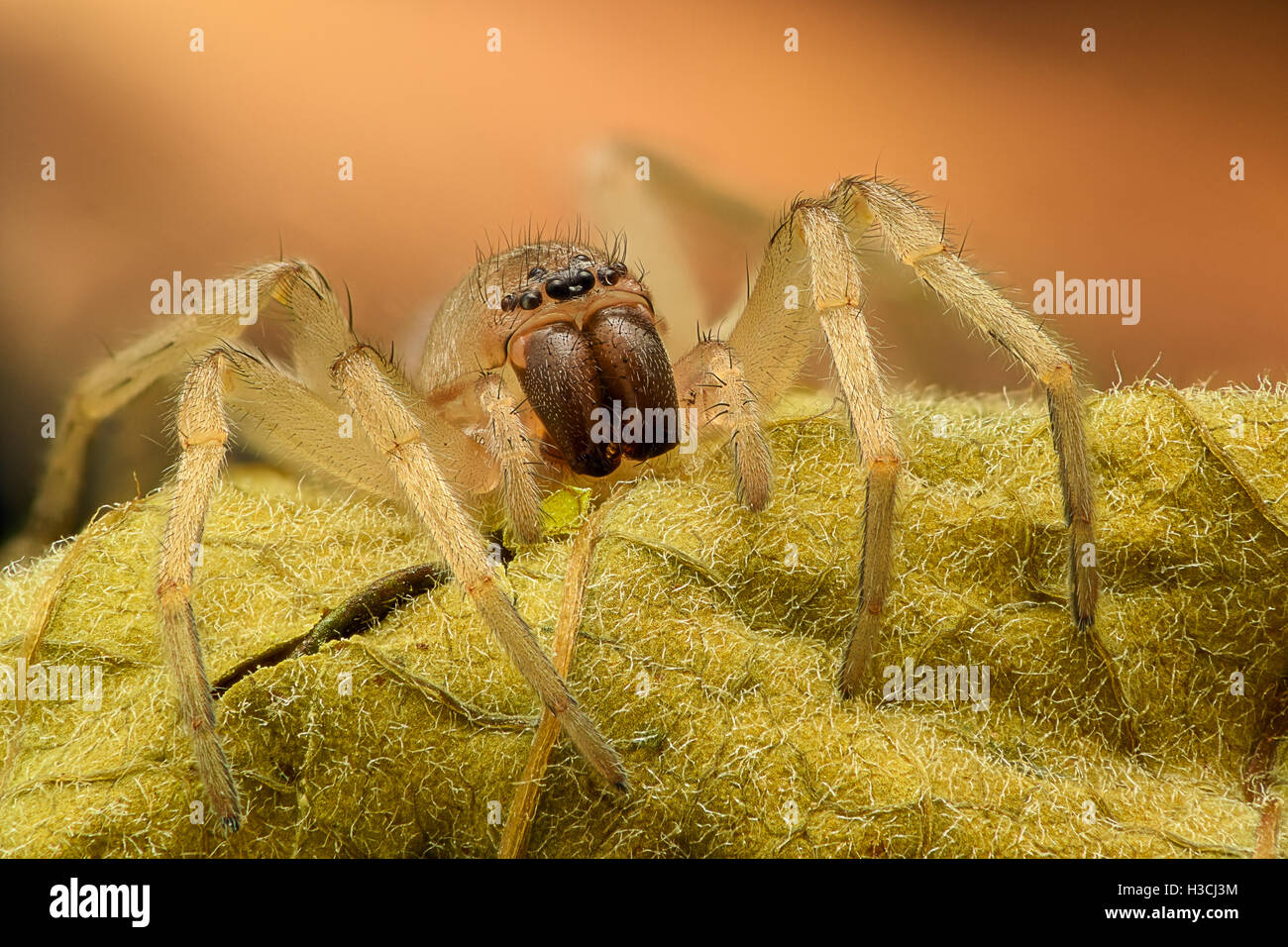Extreme ingrandimento - Spider su una foglia, vista frontale Foto Stock
