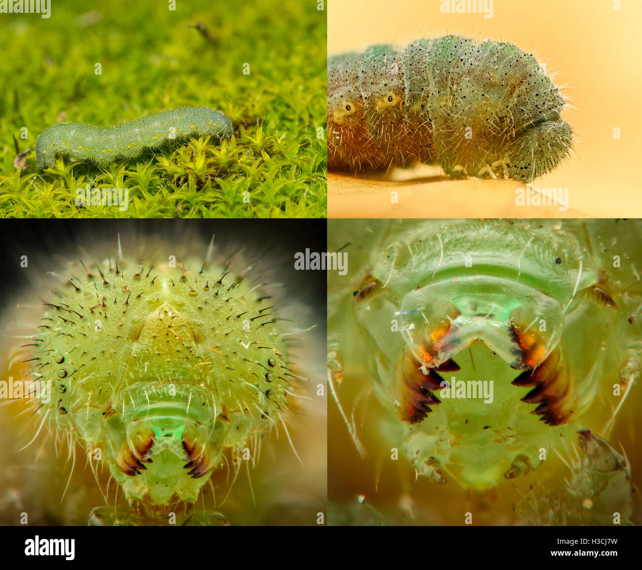 Caterpillar verde closeup, alto ingrandimento compilation Foto Stock