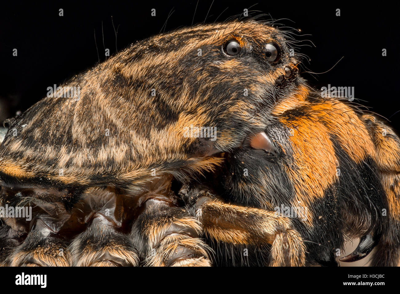 Ingrandimento estreme - Wolf Spider vista laterale Foto Stock
