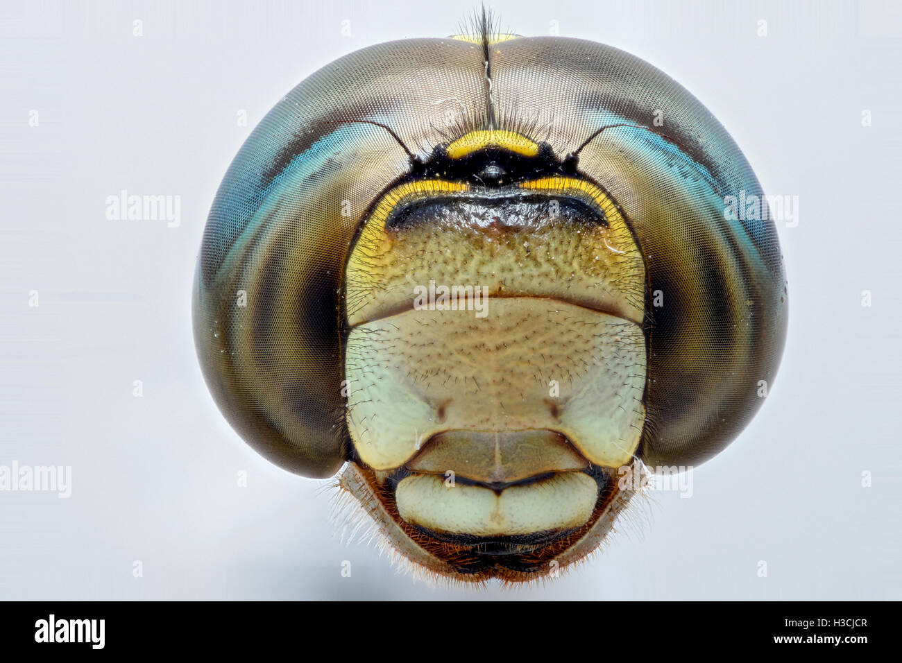Extreme closeup di una testa a forma di libellula - Vista anteriore Foto Stock