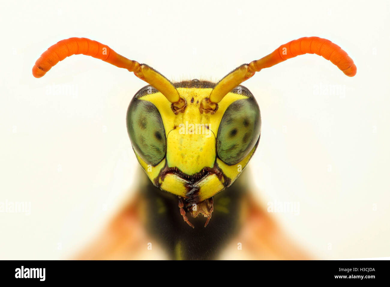 Extreme ingrandimento - Wasp, vista frontale Foto Stock