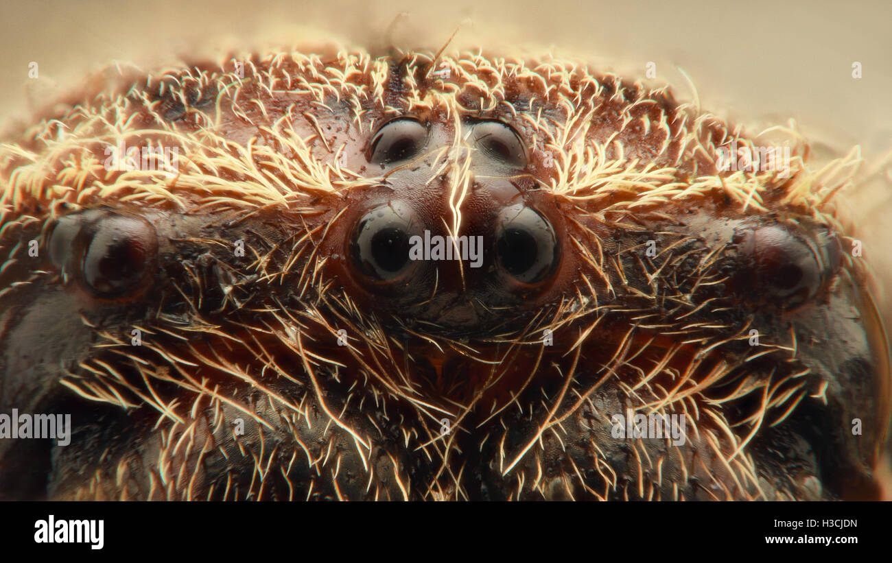 Extreme ingrandimento - Spider occhi, vista frontale, disposizione Foto Stock