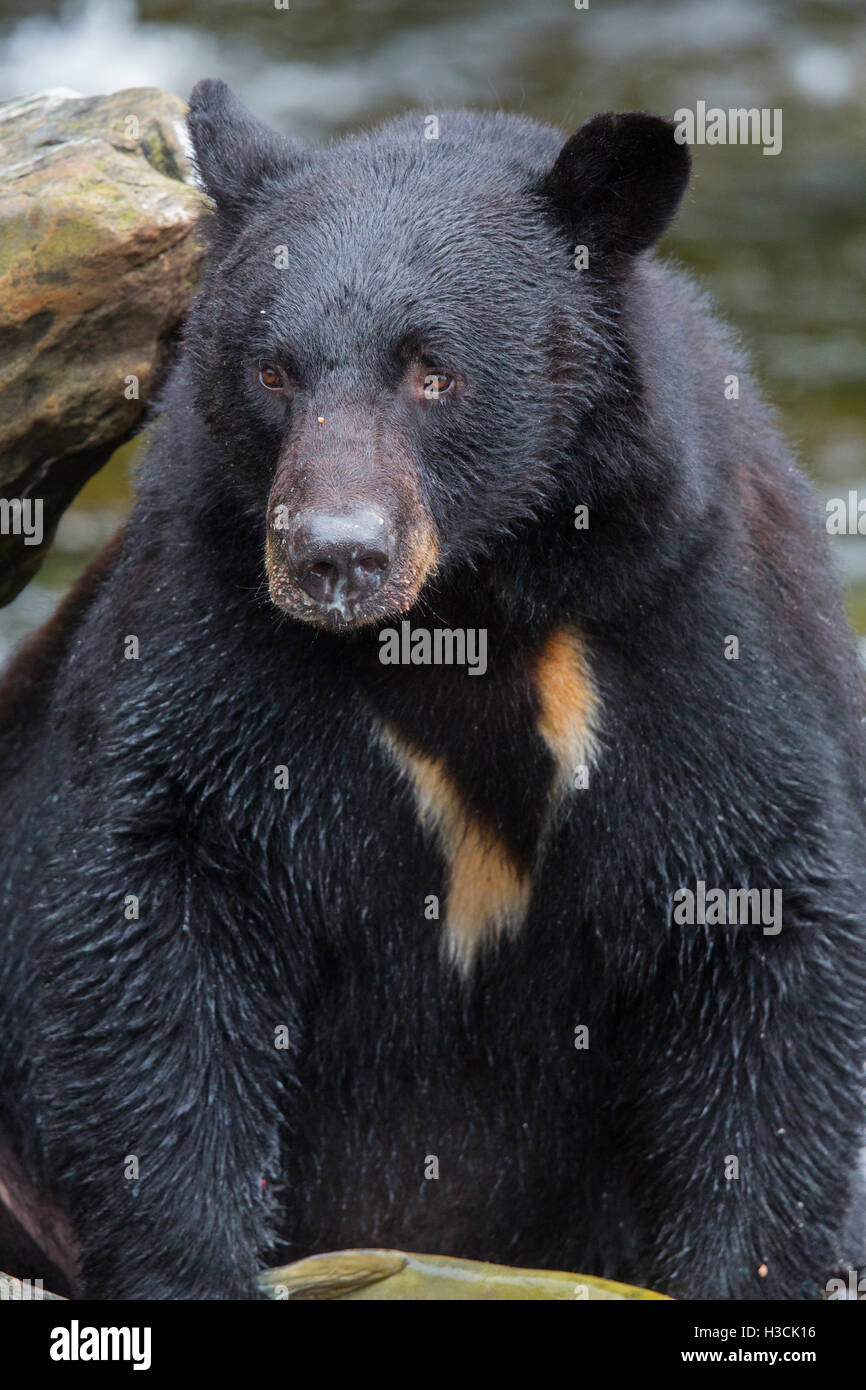 Black Bear a Neets Bay, Tongass National Forest, Alaska. Foto Stock