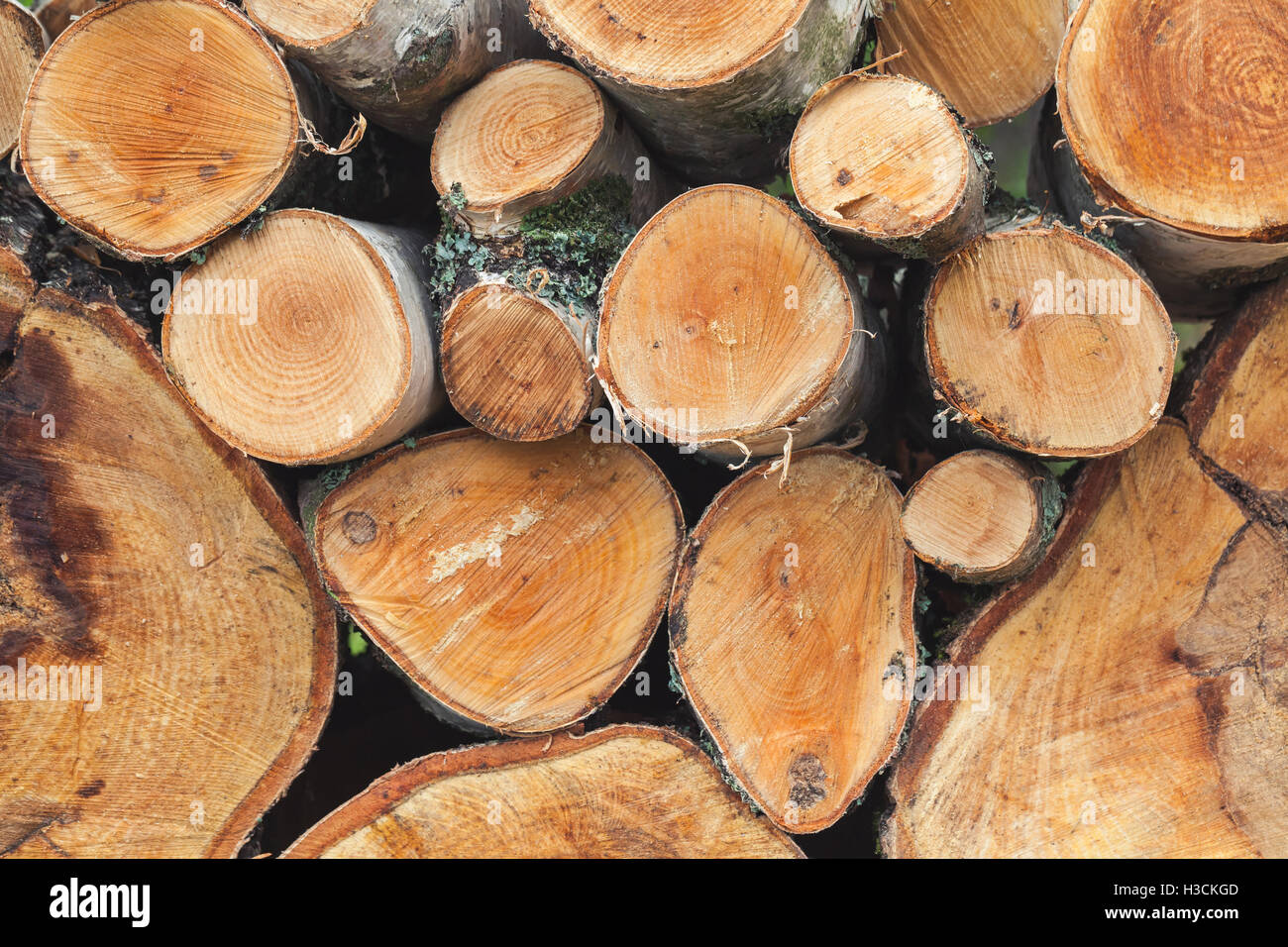 Catasta di legna da ardere, round pezzi di betulla, close up foto Foto Stock