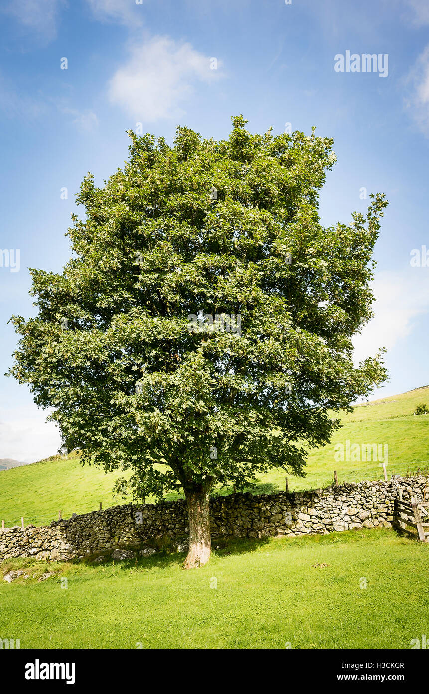 Un albero solitario in un paesaggio di pennini Foto Stock