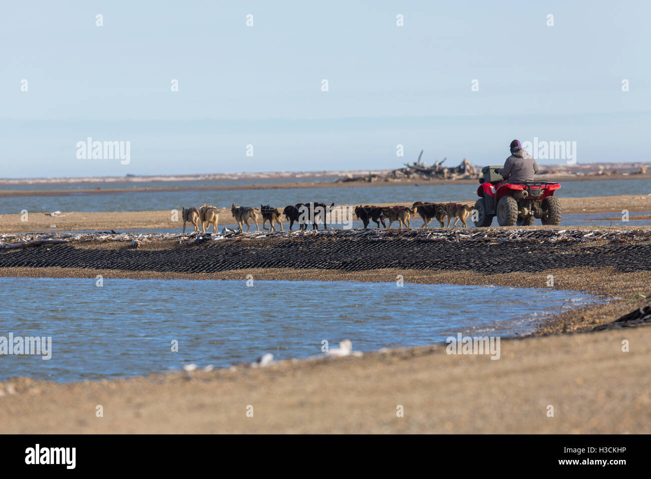 Ketil Reitan addestramento il suo cane, Arctic National Wildlife Refuge, Alaska. Foto Stock