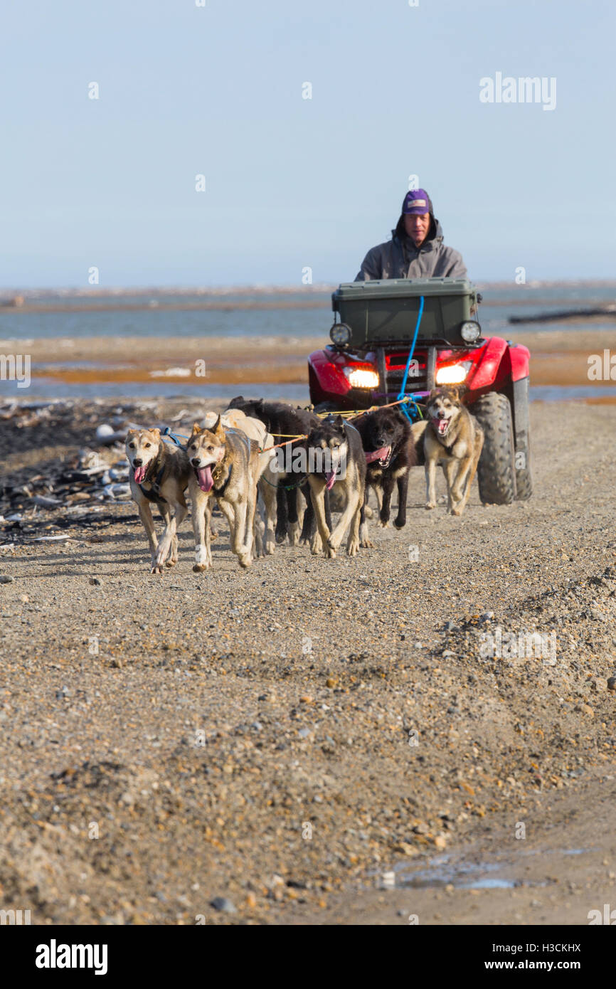 Ketil Reitan addestramento il suo cane, Arctic National Wildlife Refuge, Alaska. Foto Stock