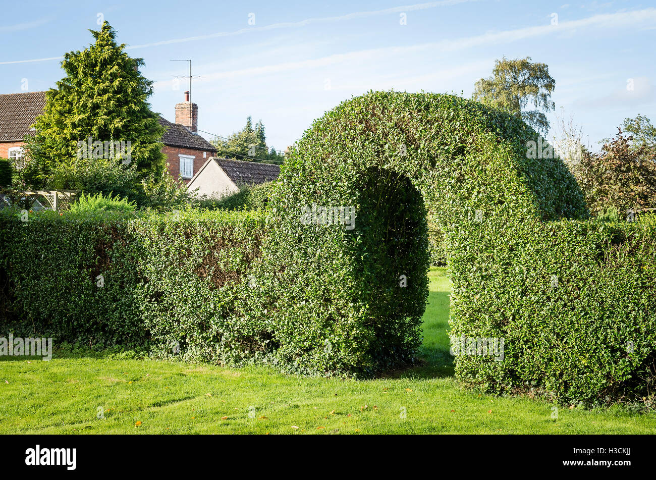 Privet hedge con arco che collega due parti di un giardino Foto Stock