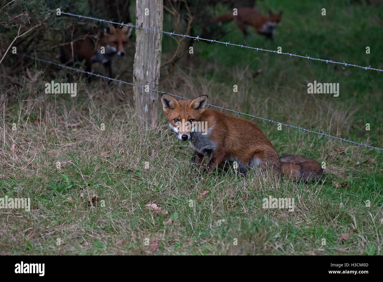 Red Fox-Vulpes vulpes. Regno Unito Foto Stock