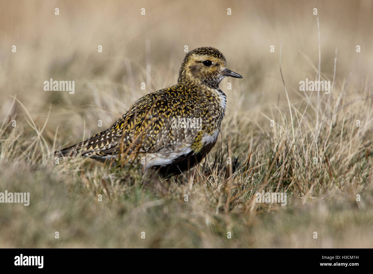 Golden Plover Pluvialis apricaria a caccia di prede di insetti nella brughiera di erba ruvida Foto Stock