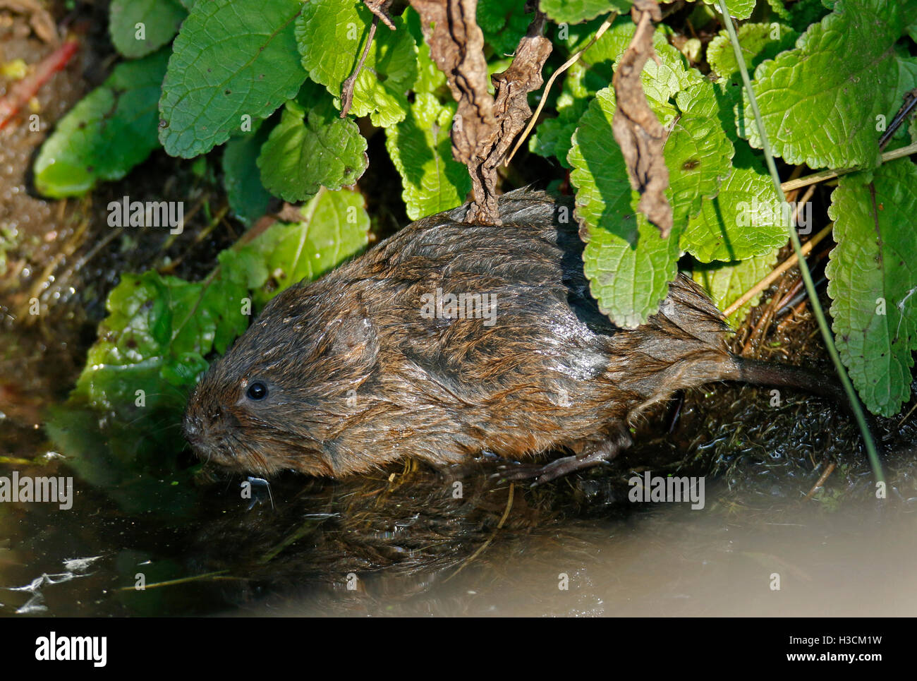 Acqua vole,(Arvicola amphibius), Foto Stock