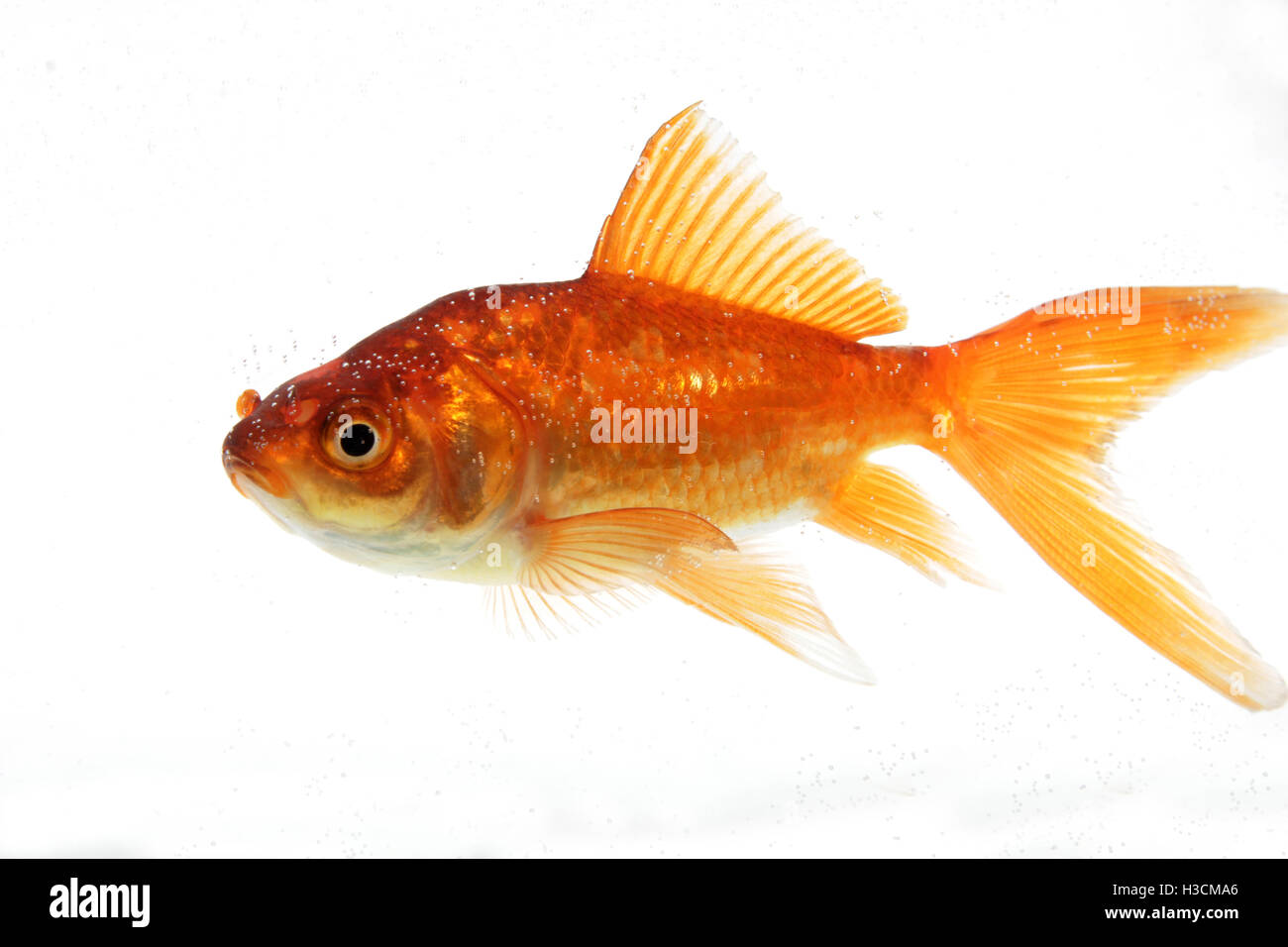 Pesce d'oro isolato su bianco Foto Stock