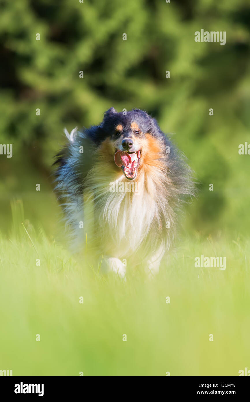 Immagine di un collie cane che corre sul prato Foto Stock