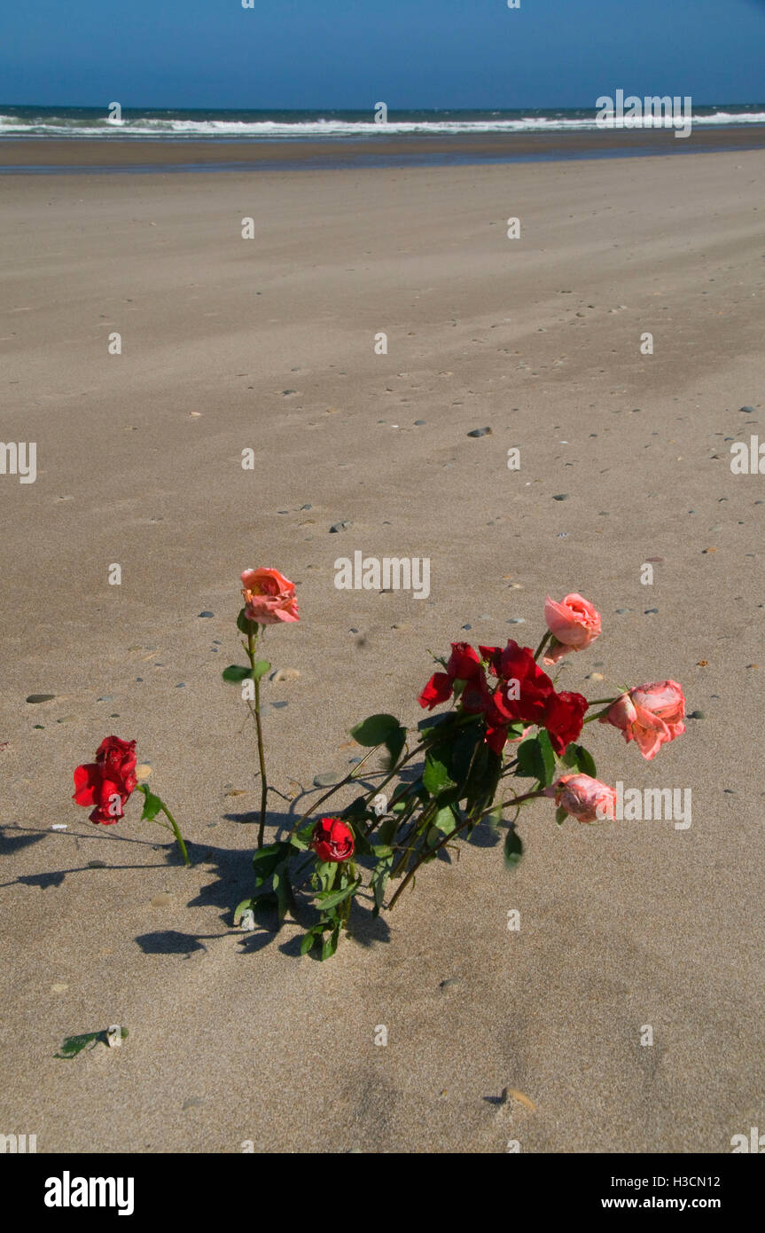 Roses sulla spiaggia, Dee River State Park, Lincoln City, Oregon Foto Stock