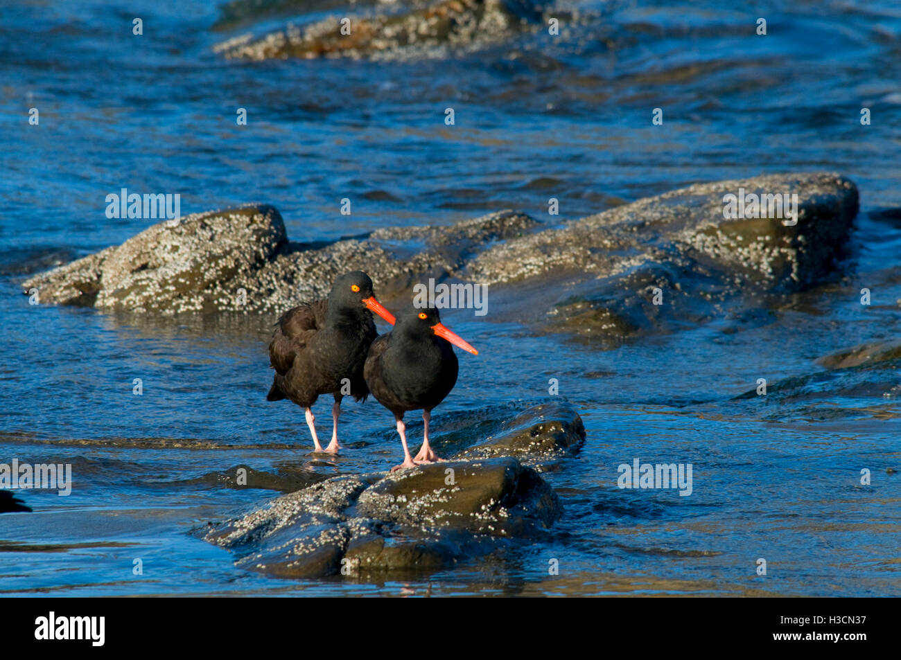 Nero (oystercatcher Haematopus bachmani), Marine giardini del parco statale, Oregon Foto Stock