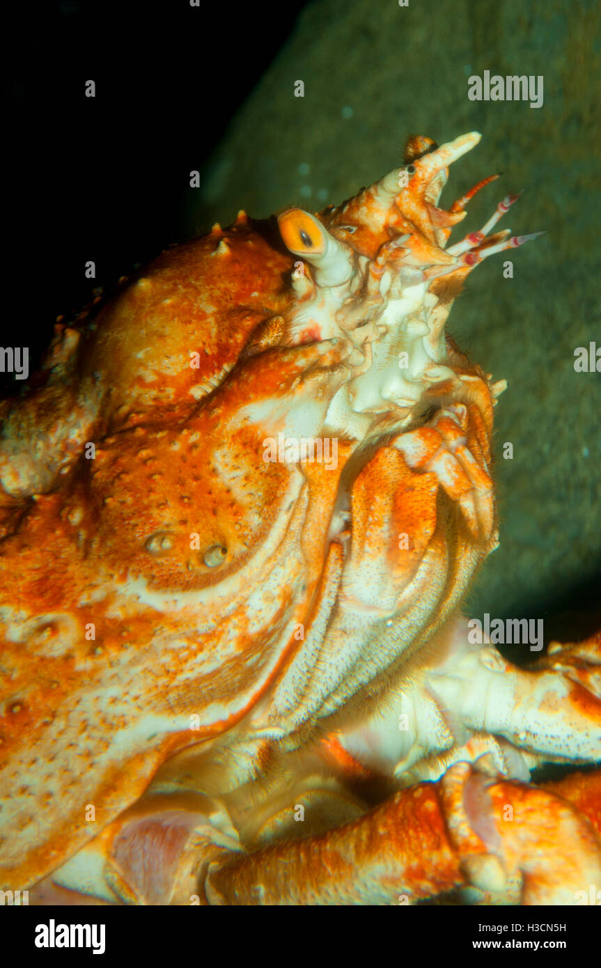 Giapponese ragno granchio (Macrocheira kaempferi), Oregon Coast Aquarium, Newport, Oregon Foto Stock