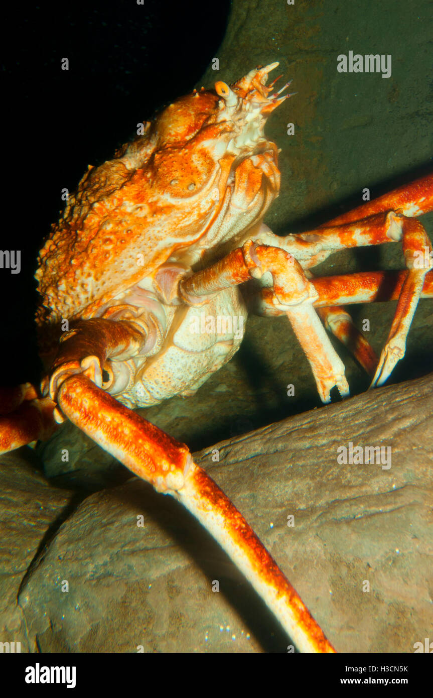 Giapponese ragno granchio (Macrocheira kaempferi), Oregon Coast Aquarium, Newport, Oregon Foto Stock