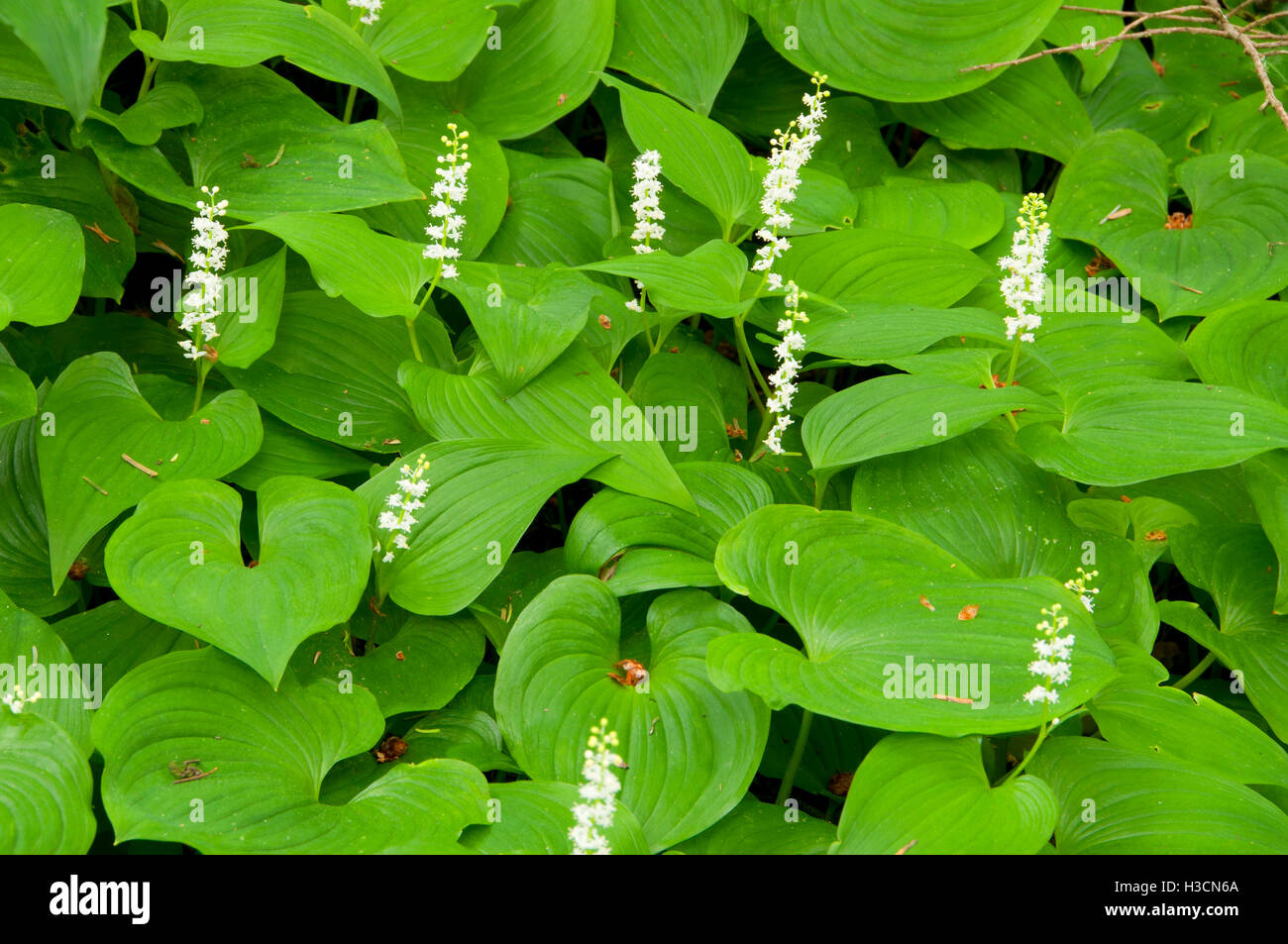 Wild il giglio della valle (Maianthemum canadensis), Yaquina Bay State Park, Newport, Oregon Foto Stock