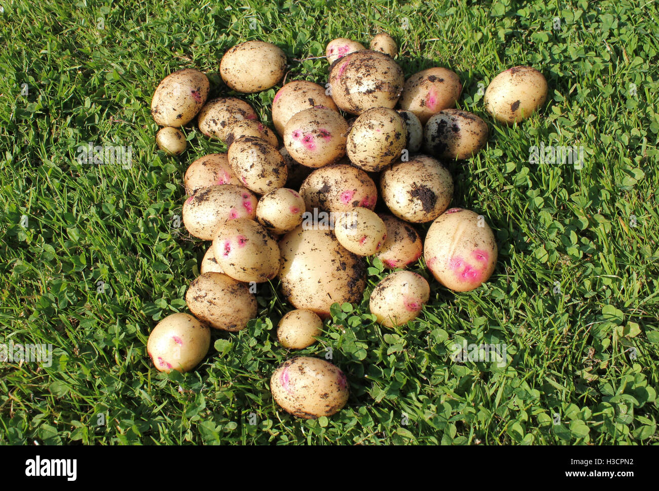 Appena raccolto di patate Foto Stock